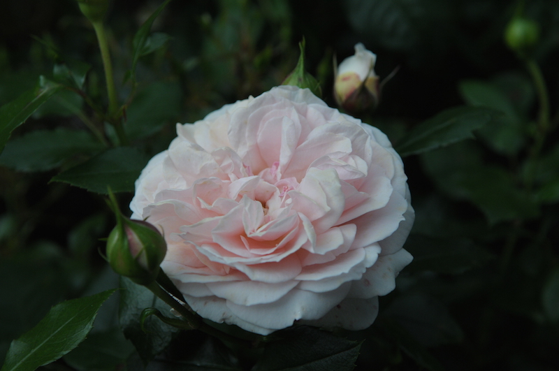 Сорт розы Garden of Roses 