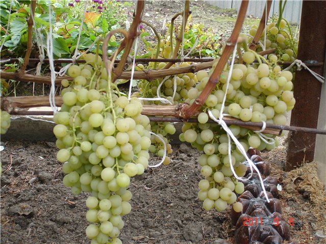 Сорт винограда Тукай