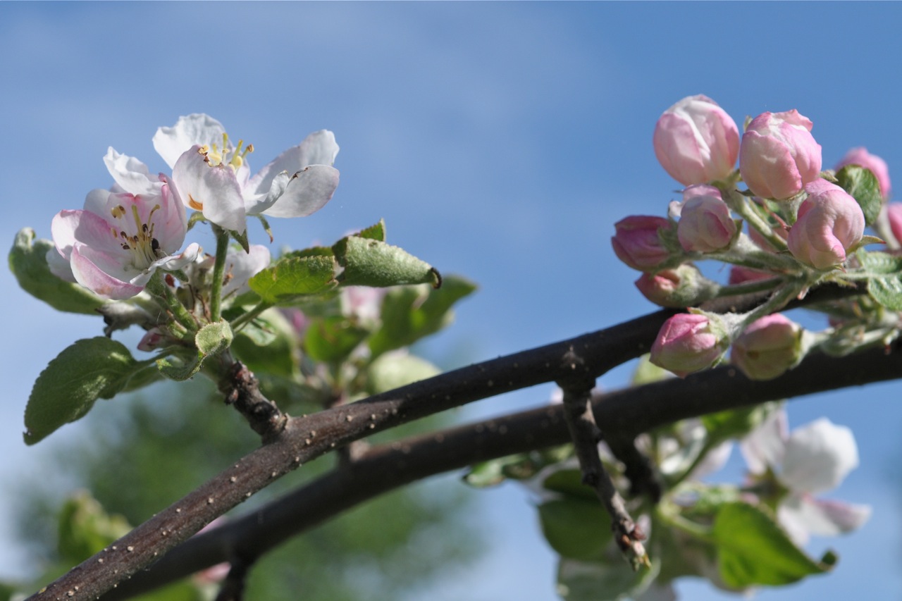 цветения яблони синап орловский