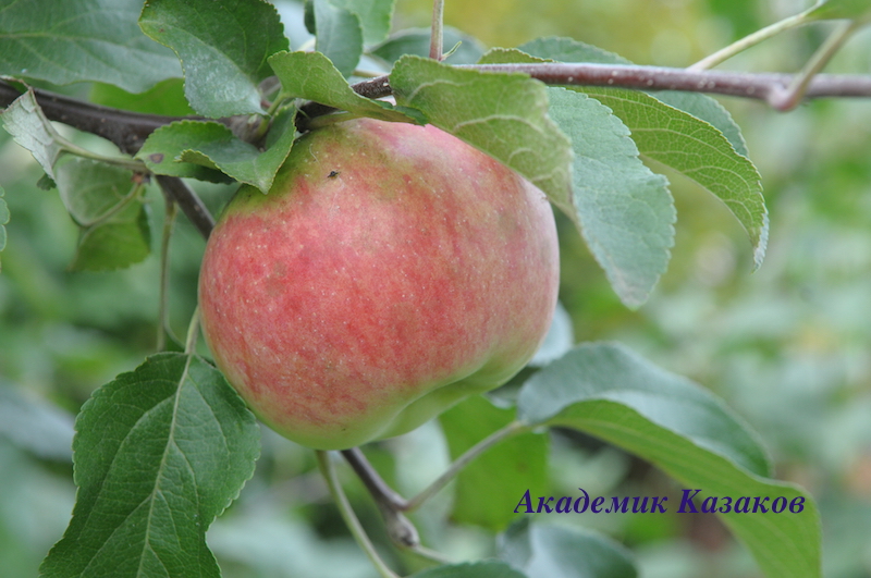 Сорт яблони Академик казаков (фото)