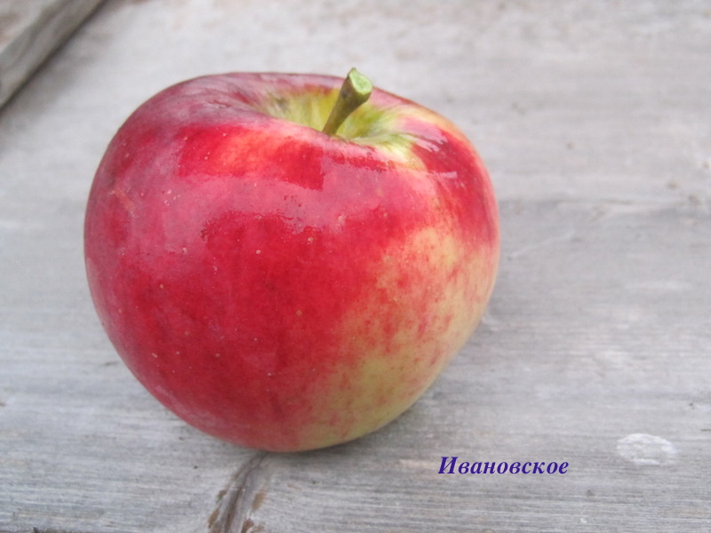 фото сорта яблони ивановское